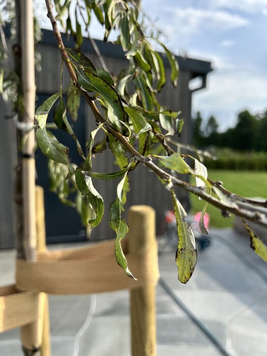 Nyplanterat silverpäronträd med gröna grenar och nya skott, men med tecken på bruna och vissna blad vid ljus bakgrund.