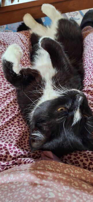 Svartvit katt ligger på rygg på rosa leopardmönstrad filt, ser avslappnad ut.