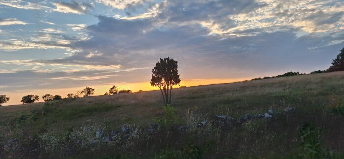 Solnedgång över en öppet landskap med ett ensamt träd i förgrunden och några träd i bakgrunden, himlen är täckt av moln.