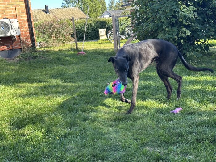 Svart hund leker med färgglad leksak på en gräsmatta, omgiven av träd och ett tegelhus i bakgrunden.