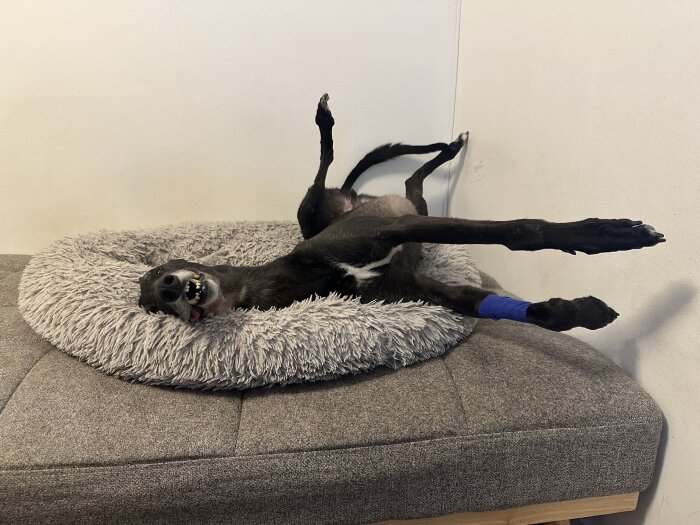 Hund som sträcker sig på rygg i en fluffig bädd, bandage på ena benet, ser avslappnad och nöjd ut.