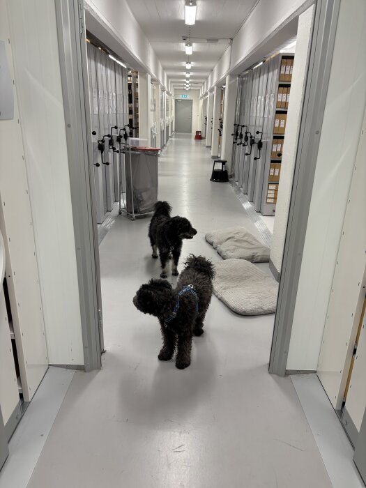 Två svarta hundar i en korridor med arkivskåp och filtar på golvet, omgivna av neutrala väggar och takbelysning.