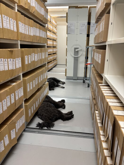 Två hundar ligger i en gång mellan hyllor fyllda med kartonger i ett arkiv eller lager.