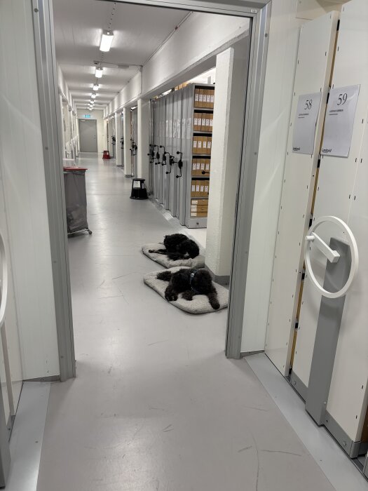 Två hundar ligger på varsin matta i en korridor av ett arkiv, omgivna av arkivskåp och belysning från taket.