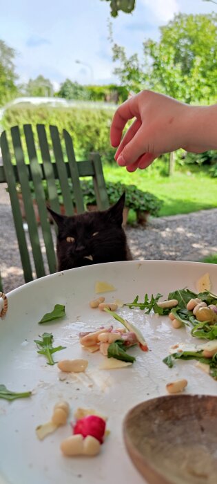 Svart katt vid tallrik med matrester och en hand ovanför, grön utemiljö i bakgrunden.