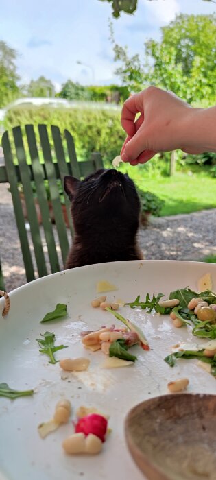 Svart katt blickar uppåt mot en hand som håller en liten bit mat; i förgrunden en tallrik med salladsrester och bönor.