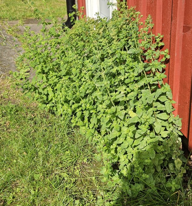 Gröna växter växer tätt intill en röd trävägg, del av frösådd trädgård.