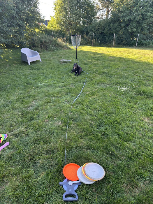 Hund kopplad nära discgolfkorg, frisbees på gräsmatta, trädgårdsstol i bakgrunden.