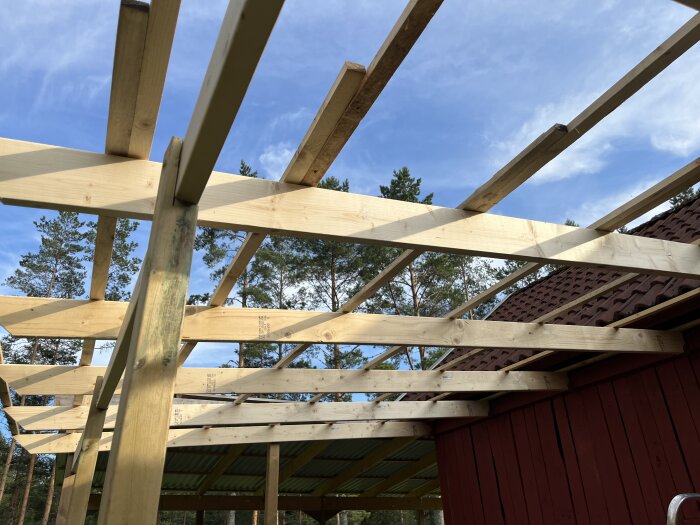 Pergola i trä med takstolar, delvis färdigställd vid röd byggnad. Blå himmel och granar i bakgrunden.