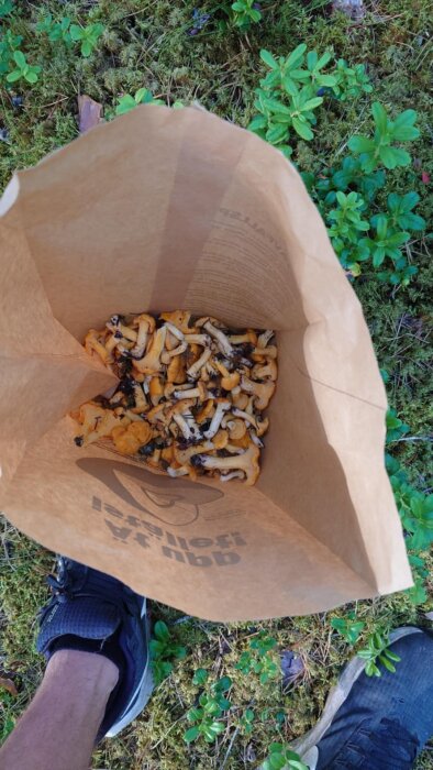 Brun papperspåse fylld med kantareller, placerad på en mark klädd med mossa och gröna växter, synlig sko i nederkant.