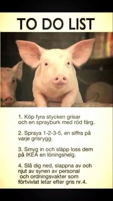 Grisar med ett humoristiskt "att göra-lista" som inkluderar att måla siffror på grisars ryggar och släppa dem lösa på IKEA, vilket förvirrar personalen.