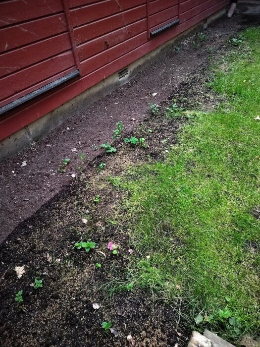 Rensad rabatt längs rött trähus, jord med små växter närmast huset och gräsmatta i bildens högra del. Krypgrund synlig vid husets botten.