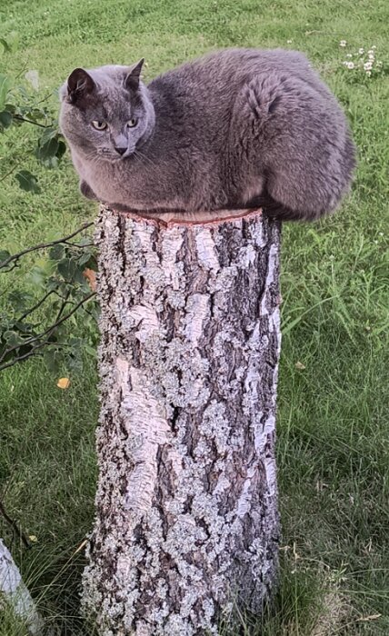 En grå katt sitter ovanpå en trädstubbe i en trädgård.