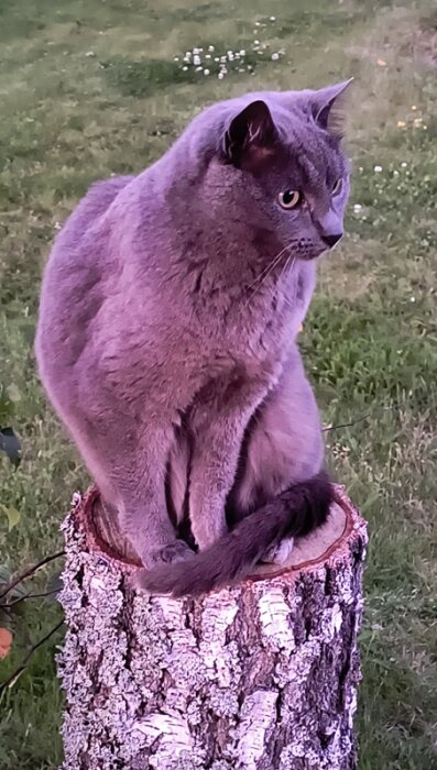Grå katt sitter majestätiskt på en trästubbe i trädgården, ser ut som en staty.