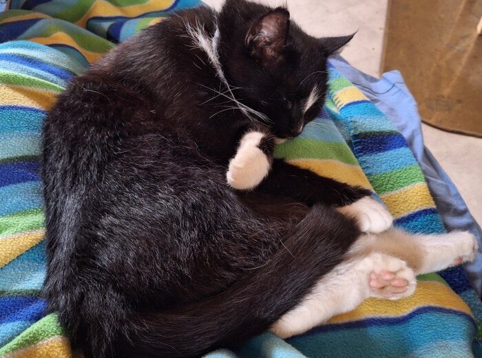 Svartvit katt sover på en färgglad filt under regnig dag.