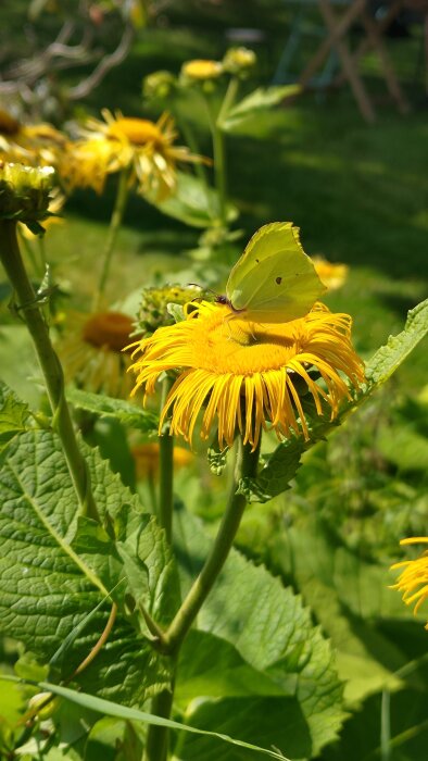 En citronfjäril sitter på en gul blomma i en trädgård med suddig grön bakgrund.