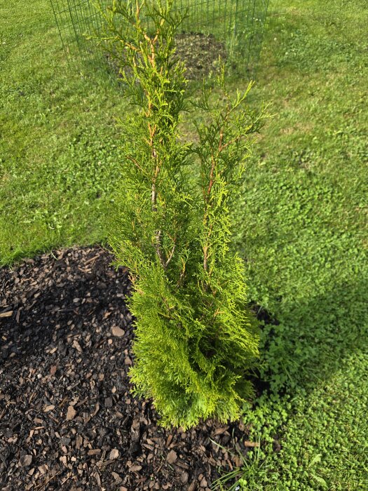 En ung barrväxt planterad på en gräsmatta, omgivet av marktäckande material, med ett staket i bakgrunden.