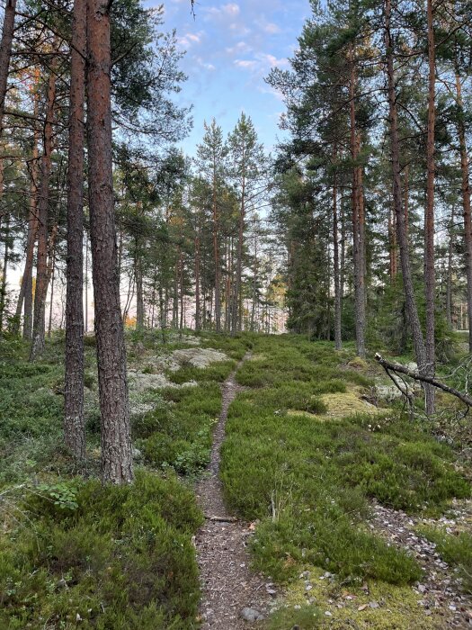 Stig genom en grön, tät skog med höga träd och mossa på marken under en klarblå himmel.