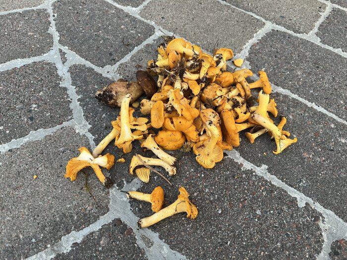 En hög av nyplockade kantareller ligger på en stenlagd yta.