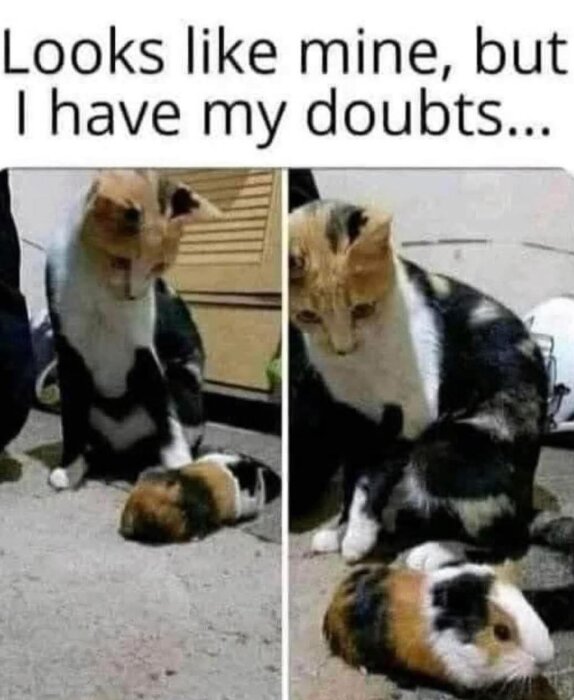 Katt tittar misstänksamt på ett marsvin med liknande pälsfärg. Text ovan bilden säger "Looks like mine, but I have my doubts...".
