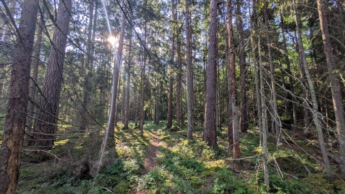 Solbelyst stig genom tät skog med höga träd och mossbeklädd mark.