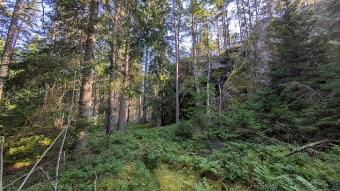 Skogstur med barrträd och stenar, täckt av mossa och grönt lövverk, med solstrålar som bryter genom träden.