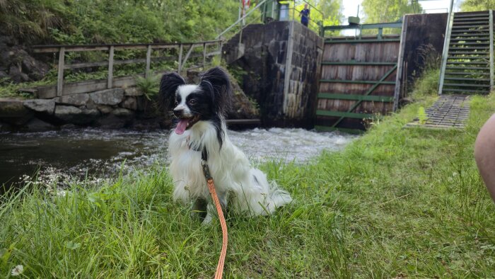 Hund vid Dalslands kanal med sluss i bakgrunden.