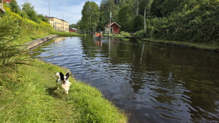 En svartvit hund springer på gräset vid kanten av Dalslands kanal, en båt syns på vattnet och ett rött hus stående i bakgrunden.