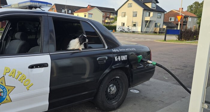 En hund sitter i baksätet av en polisbil vid en bensinstation, bilen tankas.