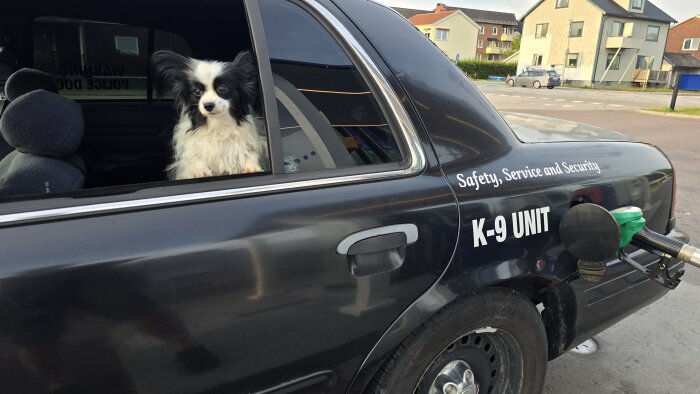 En svart och vit hund sitter i baksätet på en bil märkt "K-9 UNIT" vid en bensinstation.
