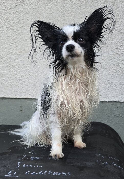 Liten hund med blöt, långhårig päls och stora öron sitter på ett mörkt underlag framför en vit vägg.