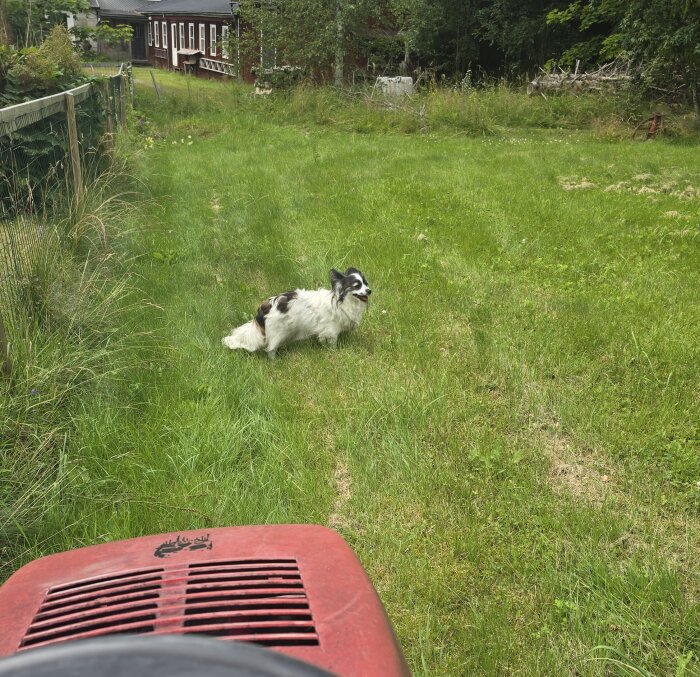 Hund på gräsmatta bredvid en gräsklippare i förgrunden, med ett rött hus och träd i bakgrunden.