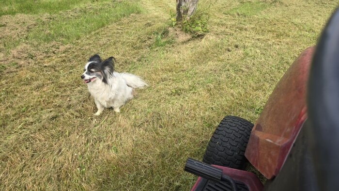 Hund sitter på nyklippt gräsmatta bredvid en röd gräsklippare.