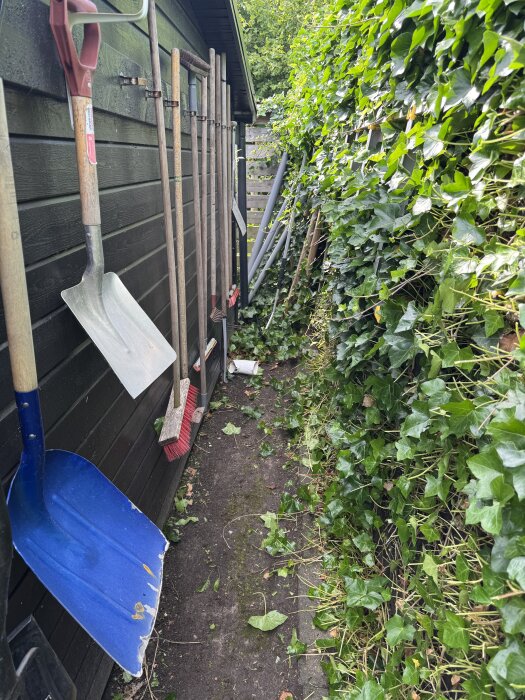 Upphängda trädgårdsredskap på en husvägg bredvid ett staket täckt av murgröna. Tät växtlighet och verktyg som spadar och sopkvastar.