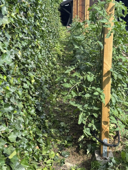 Gång mellan vältrimmad murgröna och en träställning med planterade växter på ena sidan.