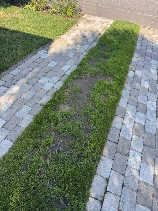 Gräsplan med kala fläckar mellan stensatta gångvägar. Gräset har inte tagit sig fullt ut, vilket markeras med synlig jord på en sträcka.