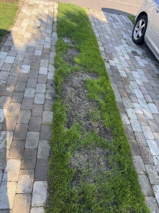 Ojämn gräsyta med kala fläckar på stenbelagd uppfart bredvid en parkerad bil.