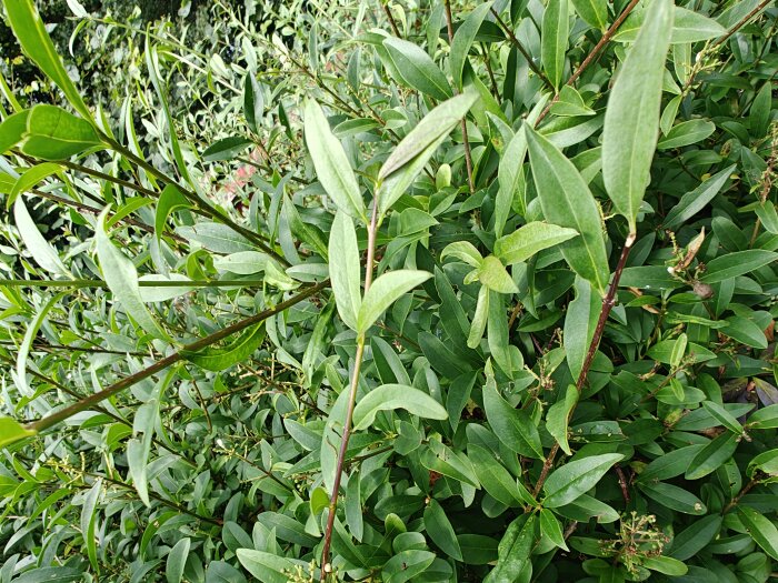 Buske med gröna avlånga blad, möjligtvis en typ av häck. Busken har tätt bladverk och några bruna stjälkar syns bland bladen.