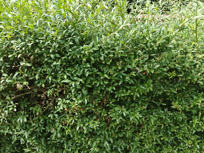 En tät grön häck med många små löv. Diskuteras om det är Aronia eller liguster, med vita blommor på våren och mörkblå/svarta bär på sensommaren.
