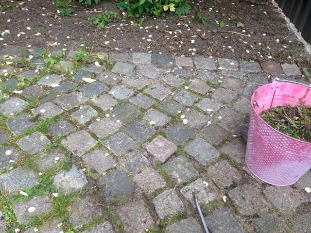 Kullerstenar i trädgården med ogräs och en rosa hink fylld med rensat ogräs.