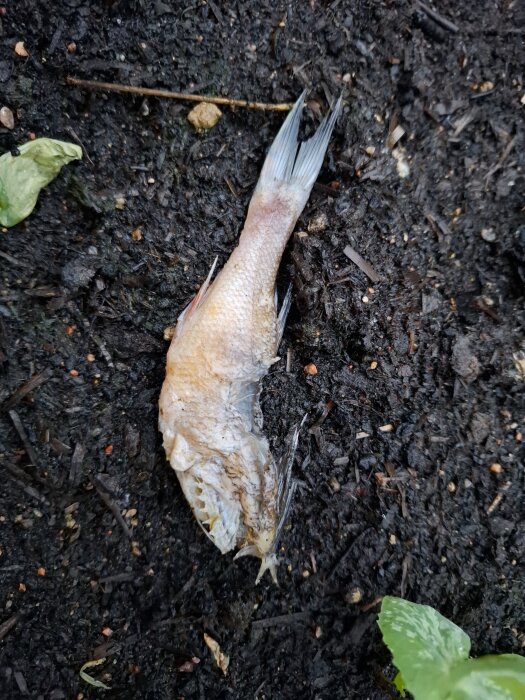 En halv begravd fisk i jord i en odlingslåda med några gröna blad runt omkring.