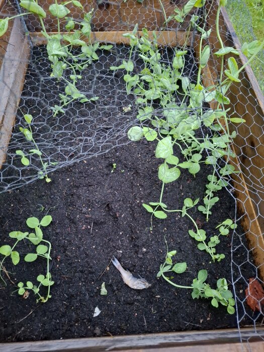 Grönskande odlingslåda med gröna plantor och ett kycklingnät över, samt en fisk liggandes på jorden.