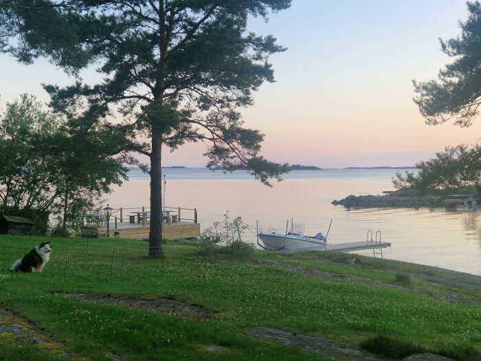 Hund på gräsmatta nära sjö och brygga med båt, omgiven av träd i solnedgång.