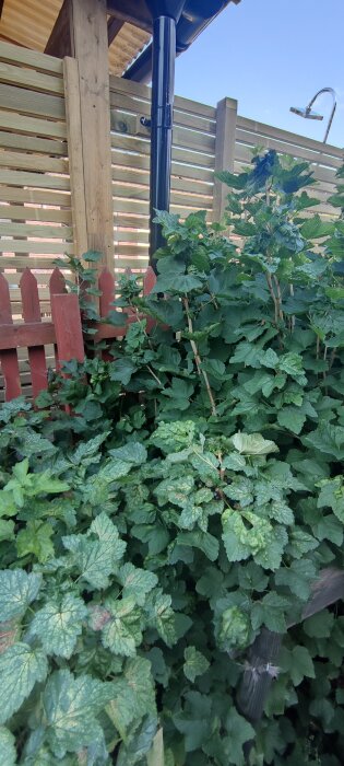 Svart stuprör bakom grön vinbärsbuske vid trästaket.