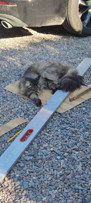 Katt vilar på grus med en tumstock och ett långpass, omgiven av träbitar och en gul penna.