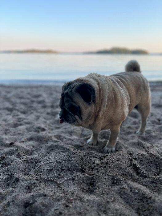 En mops står på en sandstrand nära vattnet under en klar himmel.