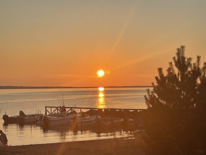 Solnedgång över sjön Skagern med båtar vid bryggan och en tall i förgrunden.