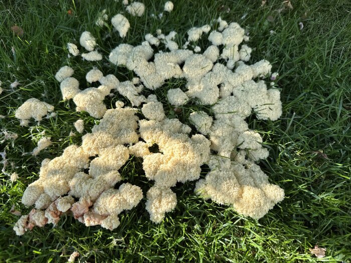 Vitt kladdigt material på gräsmatta, liknar svamp eller djurspillning.