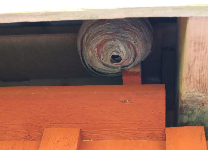 Getingbo under taket på en byggnad.