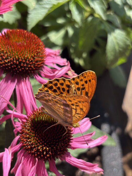 Orange fjäril med svarta markeringar på rosa blomma i trädgårdsmiljö.